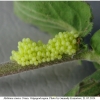 melitaea cinxia ovum1 volg